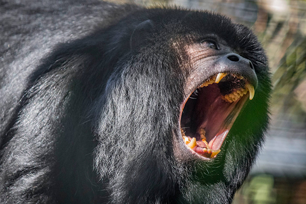 Singe Hurleur